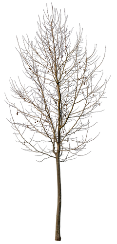 Platanus Small Winter – cutout trees