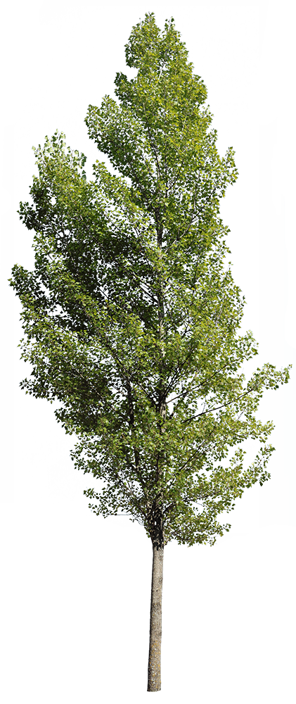 Populus nigra VI