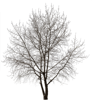 Populus-nigra-group-Winter – Cutout|trees