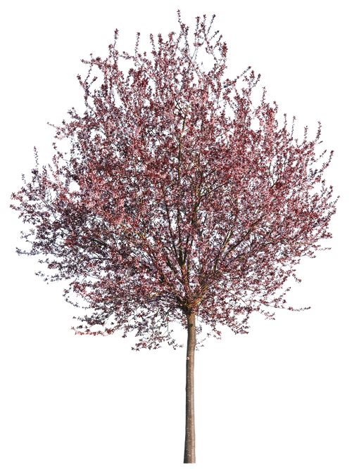 Prunus cerasifera var. pissardii S01 – Cutout|trees