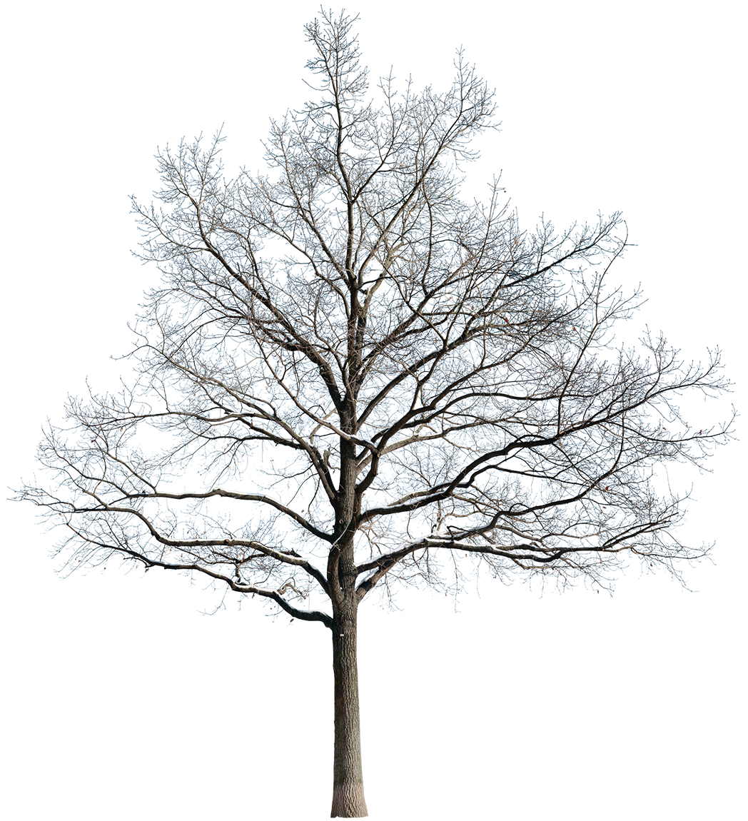 Snow Winter Oak tree L5 – Cutout|trees