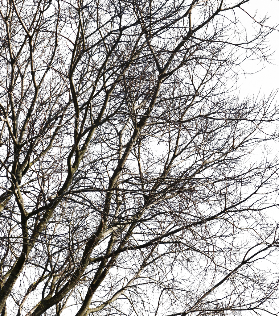 Celtis australis Winter III – cutout trees