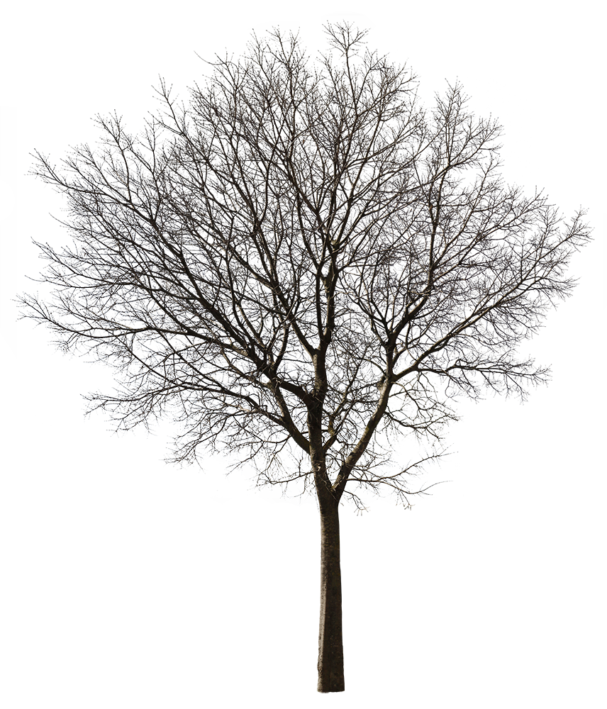 Celtis australis Winter IV – Cutout|trees