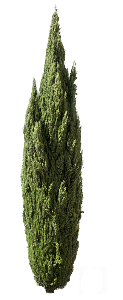 Cupressus sempervirens tree III