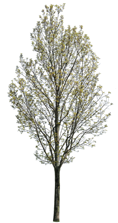 Fraxinus excelsior m02 – Cutout|trees