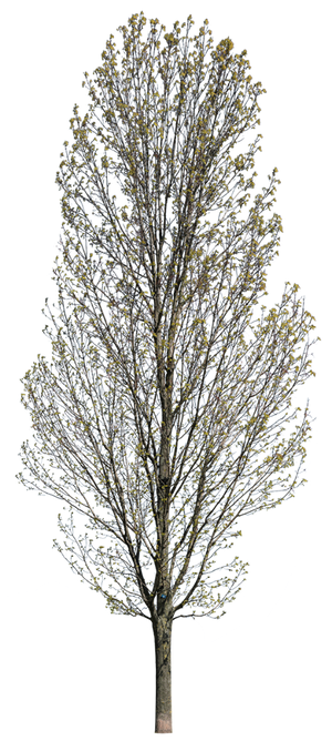 Fraxinus excelsior l03 – Cutout|trees