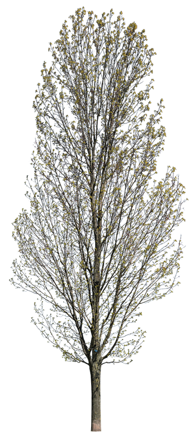 Fraxinus excelsior l03 – Cutout|trees