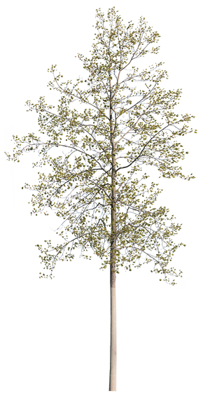 Liriodendron tulipifera III – Cutout|trees