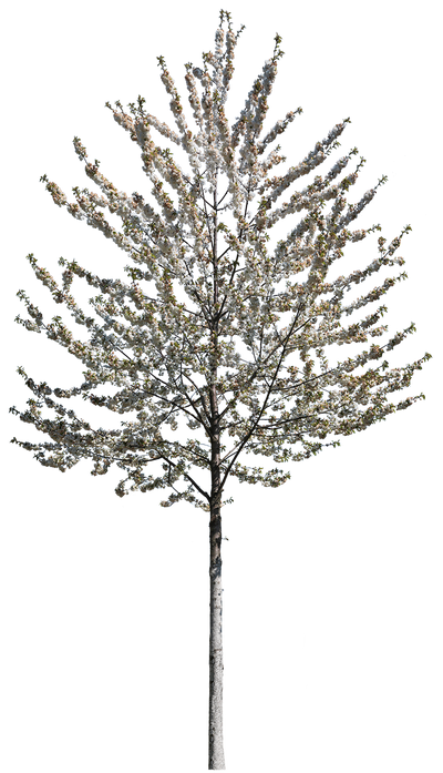 Prunus cerasifera Springtime Flowers – Cutout|trees