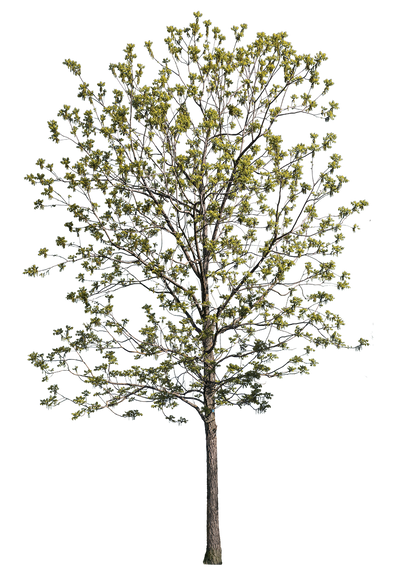 Quercus robur m06 – Cutout|trees