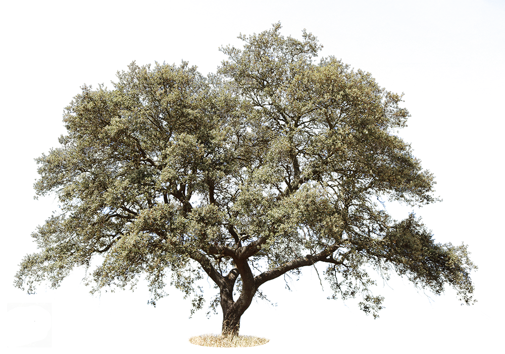 Quercus ilex rotundifolia