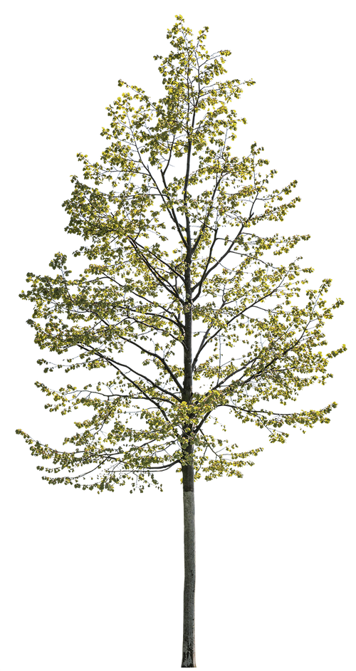Tilia cordata l01 – Cutout|trees