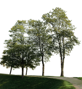 trees group tree big cutout rendering architecture photoshop landscape background plan backgrounds transparent tools digital visualization myshopify visit choose board