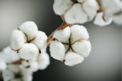 Organic cotton