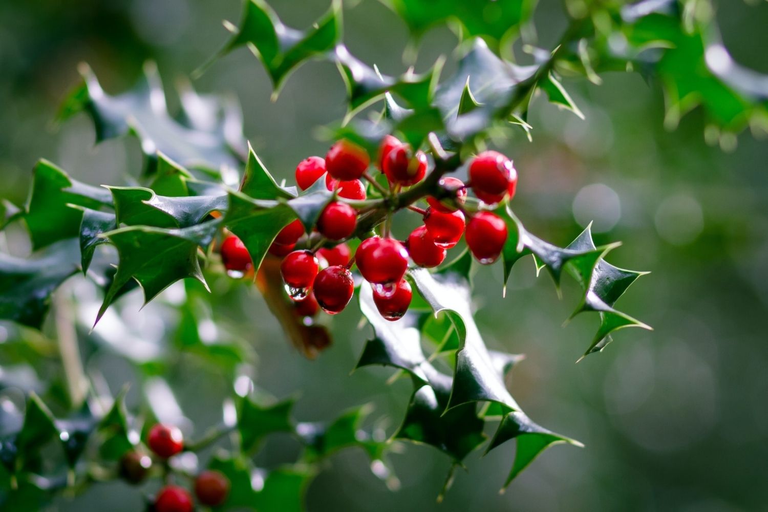 photo of red fruits on the branch