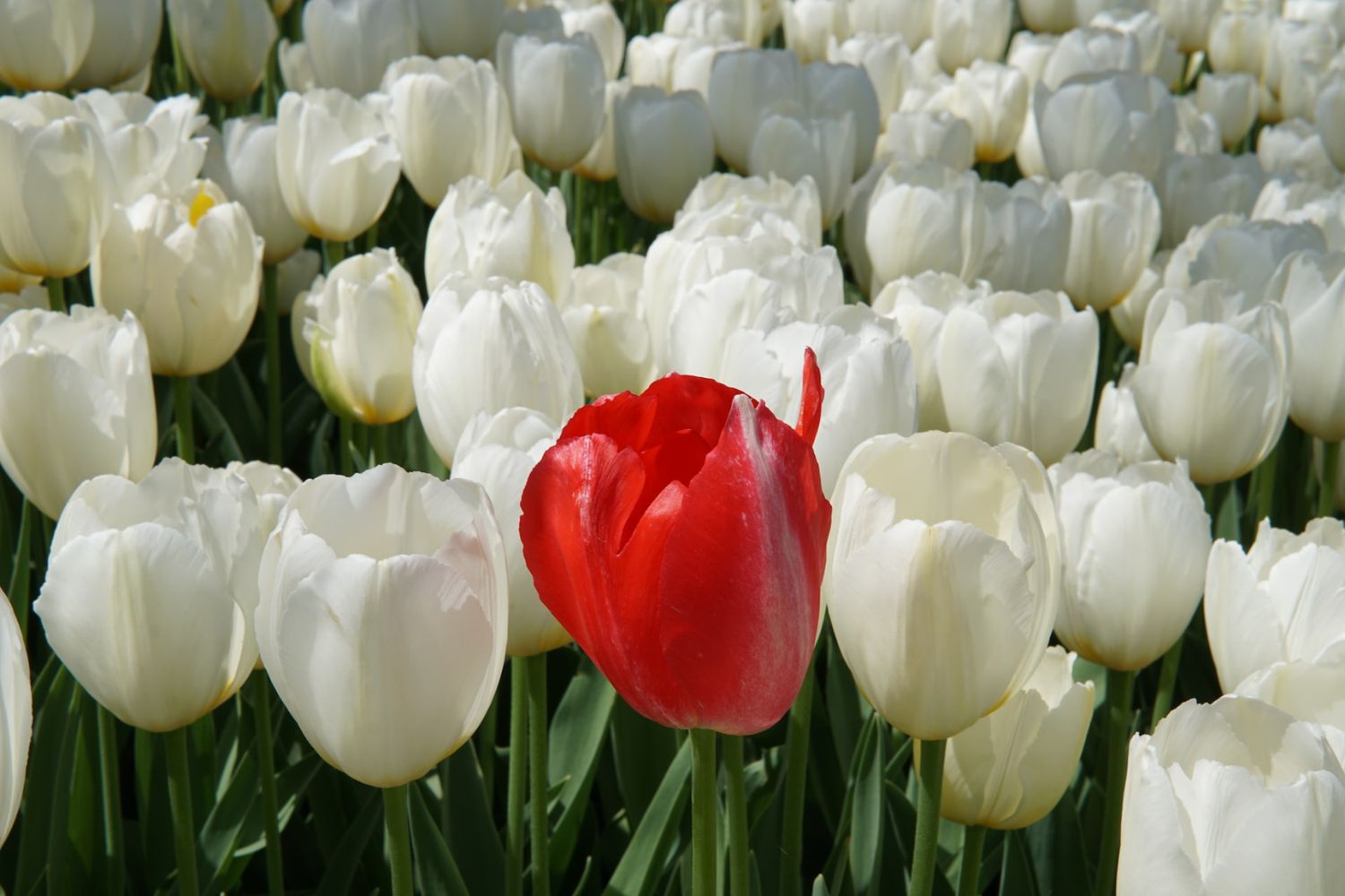 a red tulip among white ones