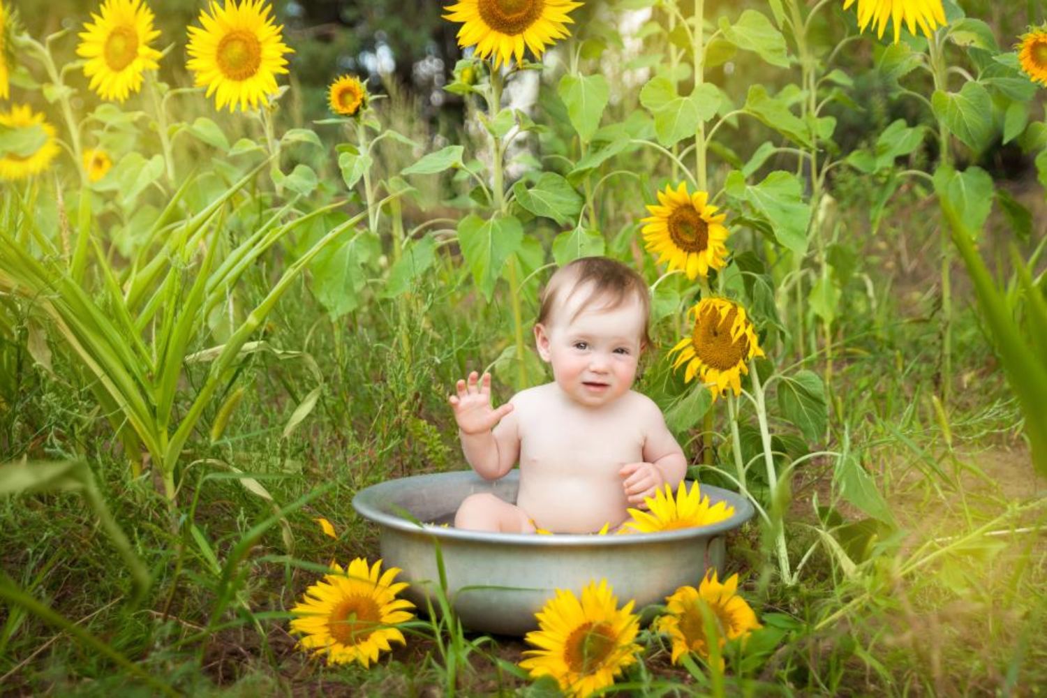 baby boy taking bath in the sunflowers
