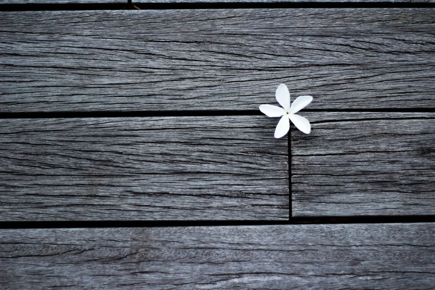 flower on crack in the wood floor