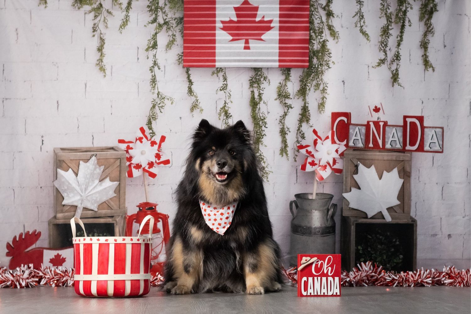 Happy dog with bubbles  Dog photoshoot, Dog photography studio, Dog  photography creative