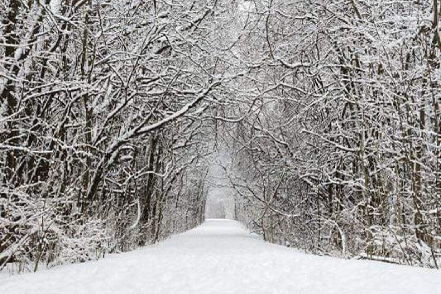 Kate Snow Winter Forest Frozen Tree Backdrop