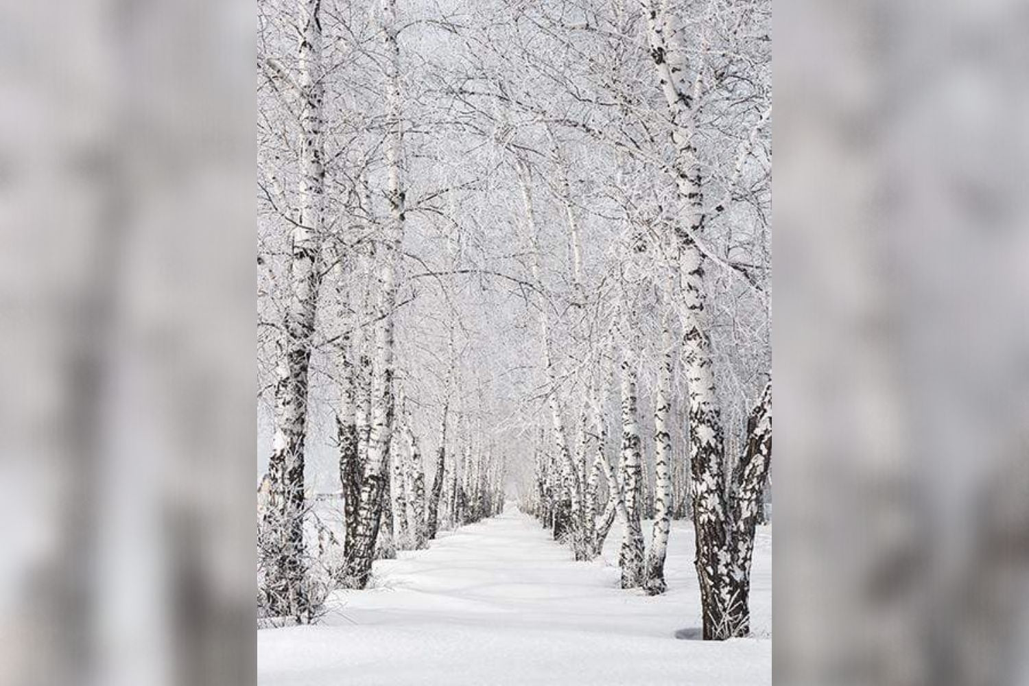 Kate Winter Scenic Photography Tree Snow Photo Background