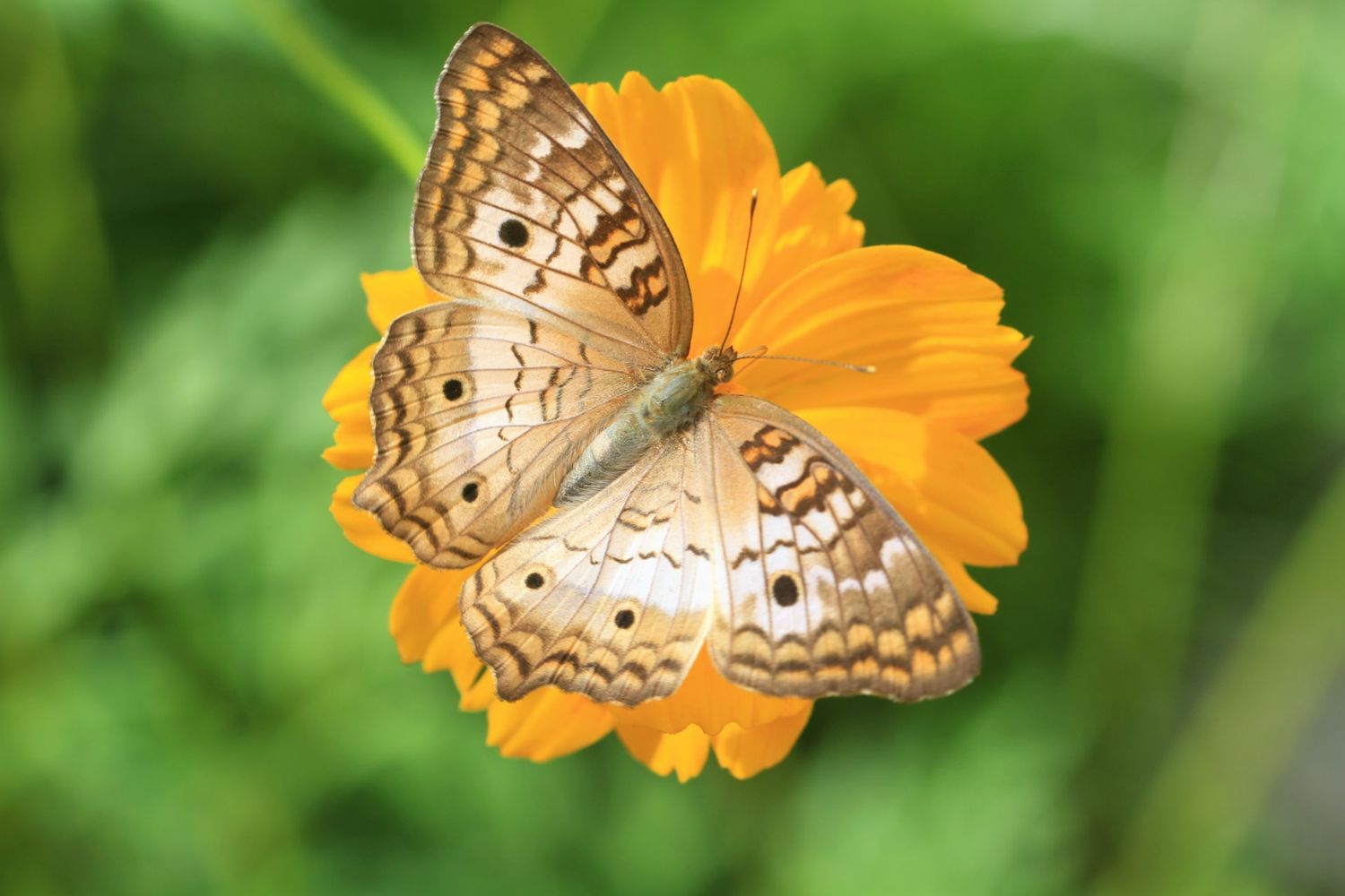 a butterfly on a yellow flower