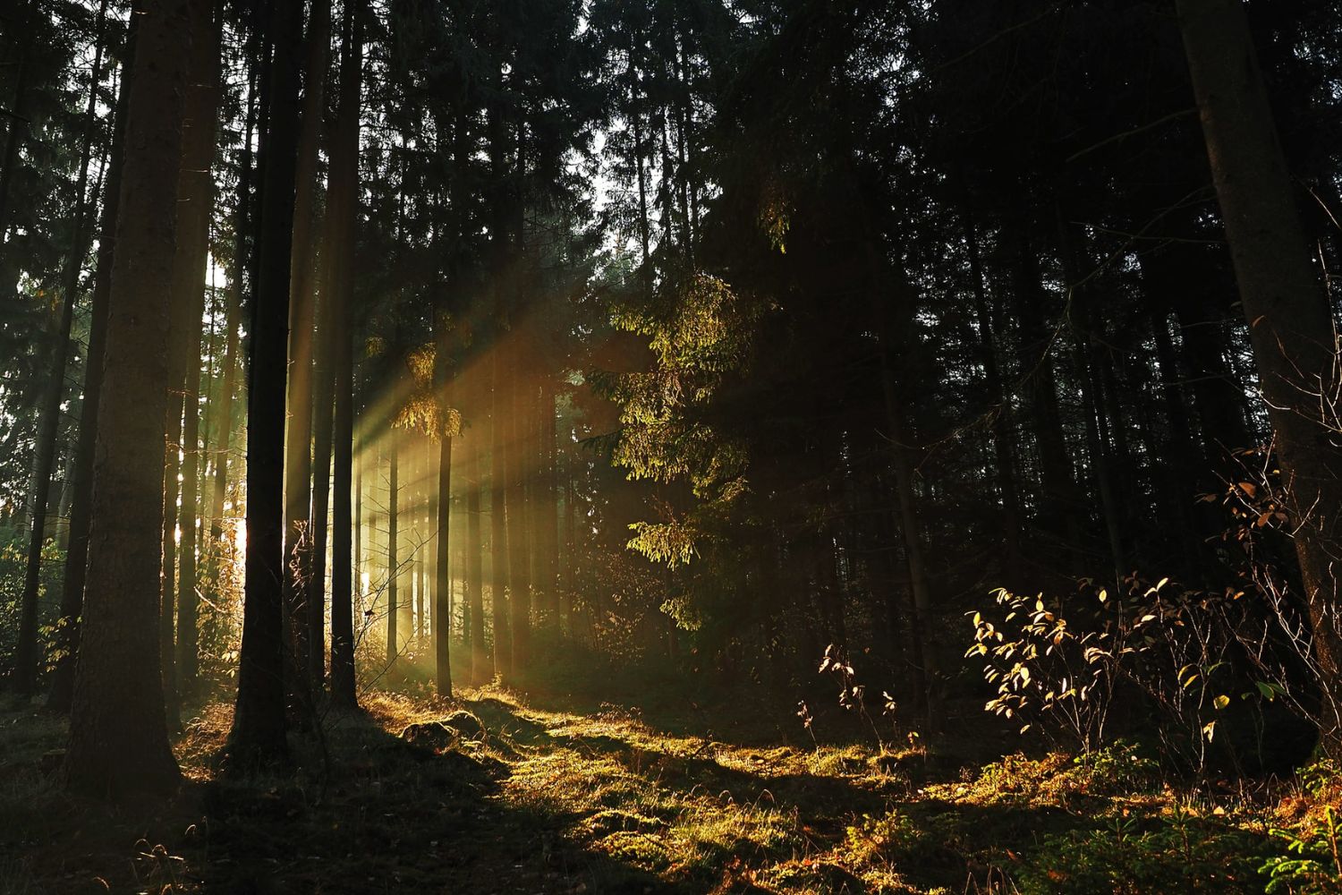 aesthetic photo of nature light in forest