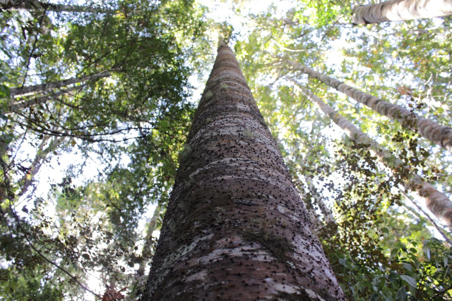 worm's eye view photo of a tree