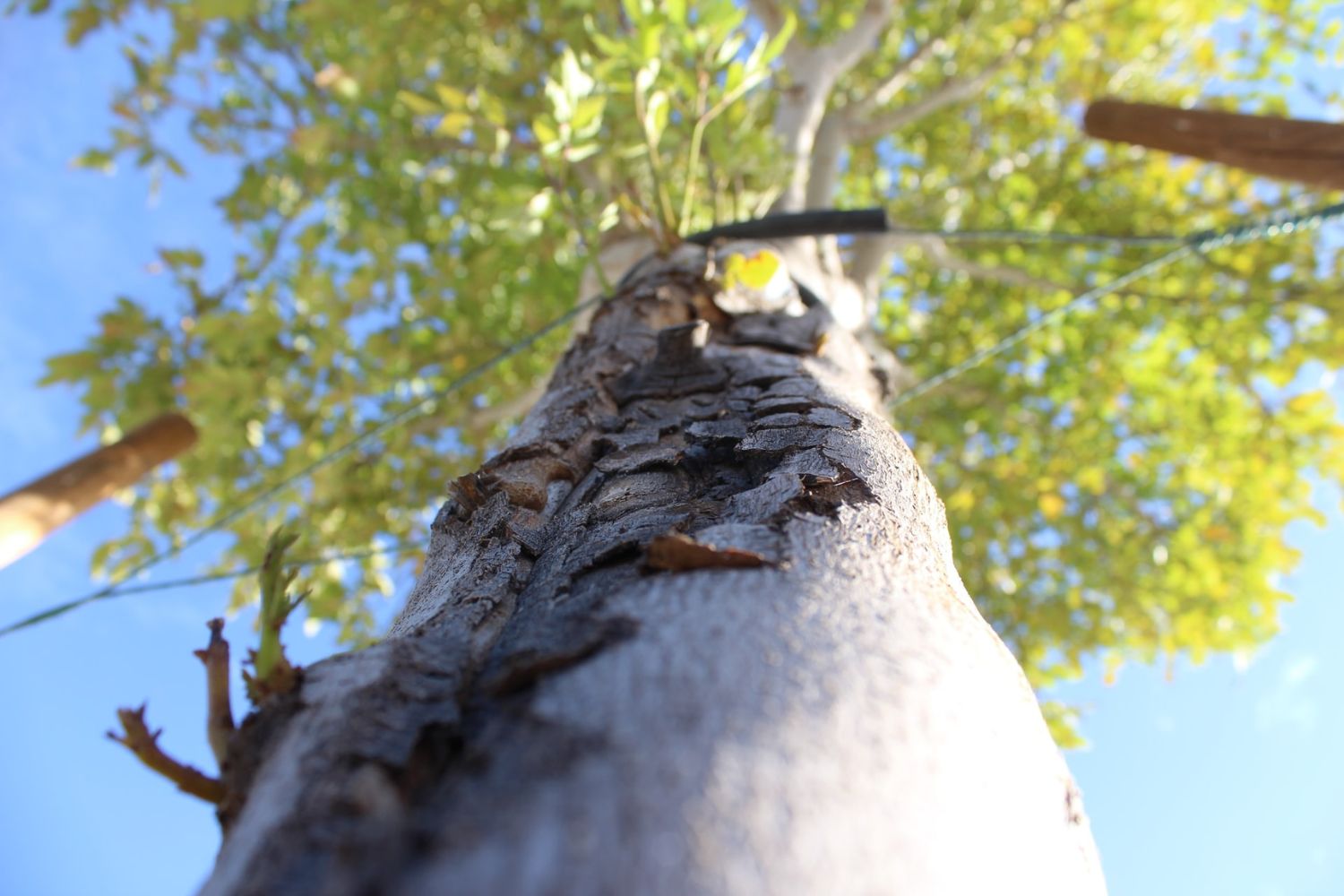worm's eye view photo of a tree