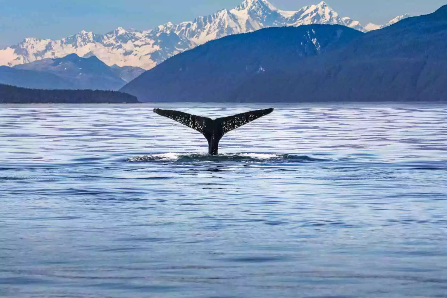 The whale's tail up in the sea surrounded by the mountains.