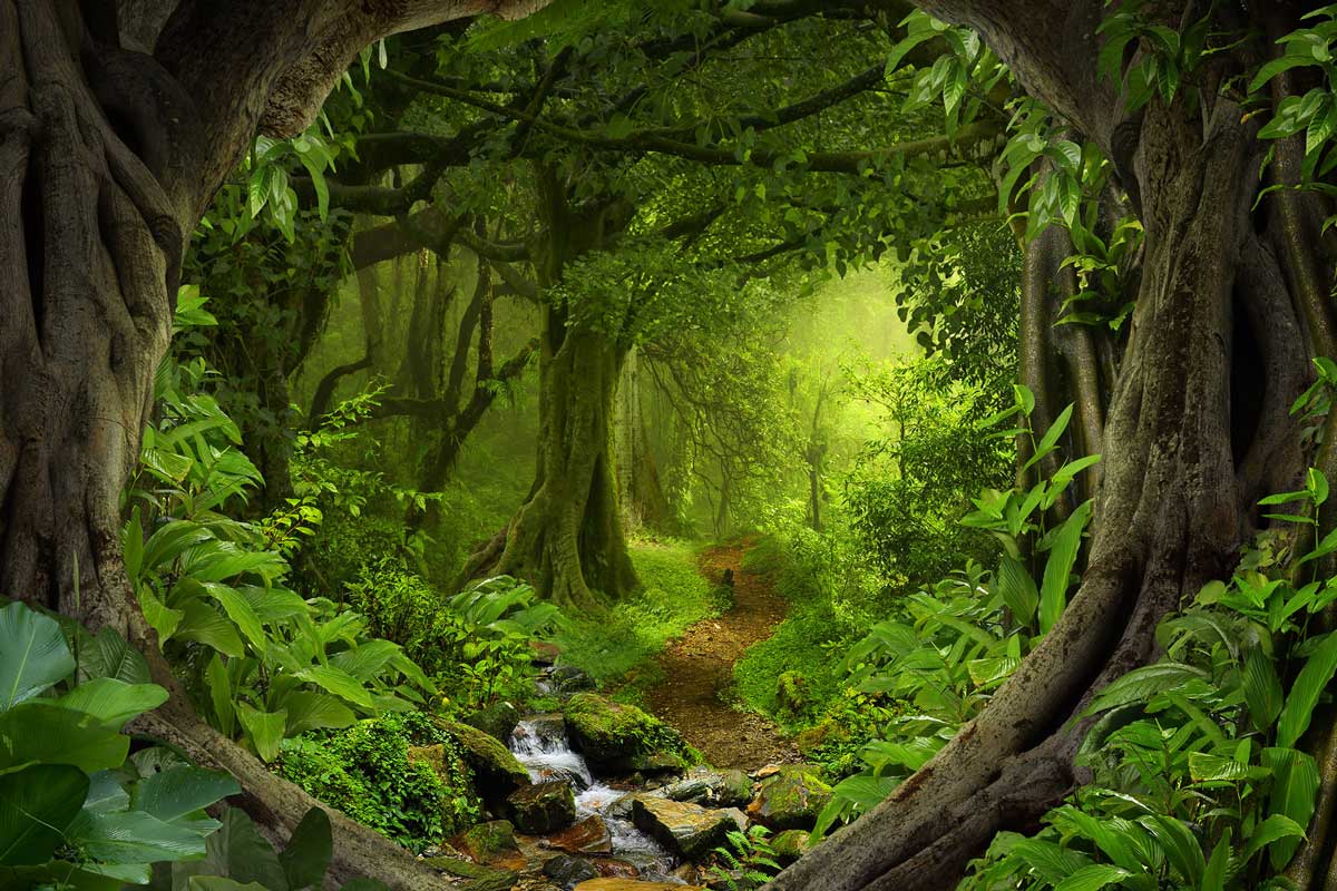 Kate Forest With Green Trees And Creek Spring for photography