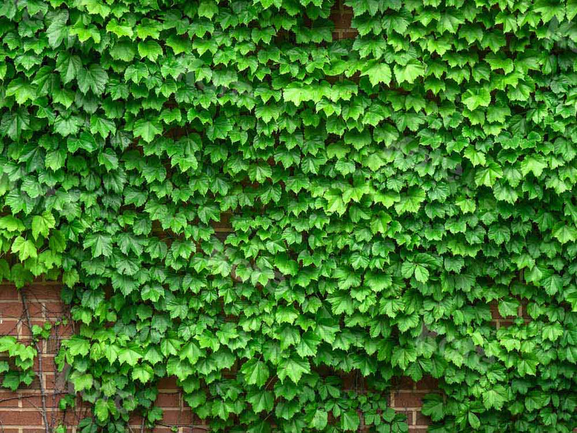 Kate Street View Vine Backdrop Brick Wall for Photography – Katebackdrop