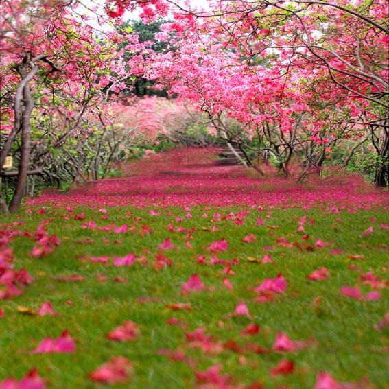 spring backdrops for photography