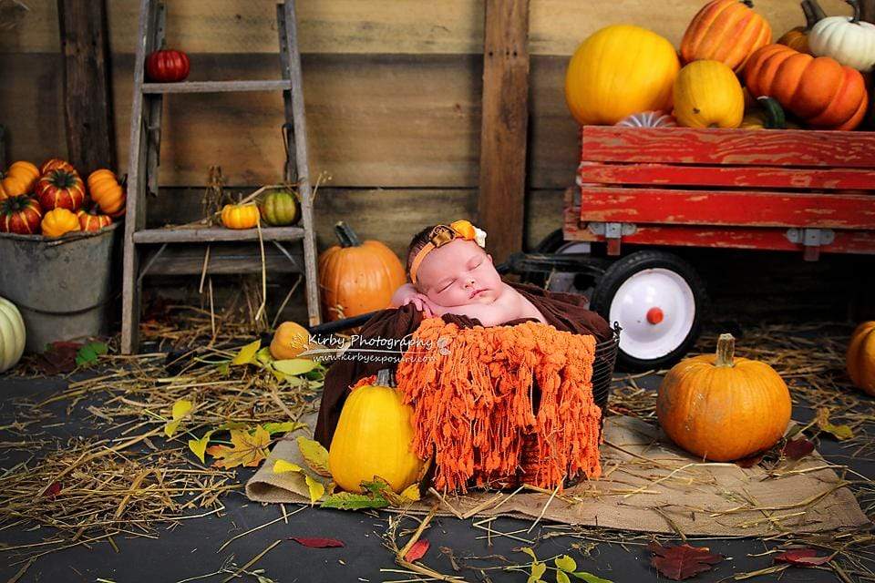 Kate Pumpkin Harvest Backdrop Autumn and Farm designed by Arica Kirby –  Katebackdrop