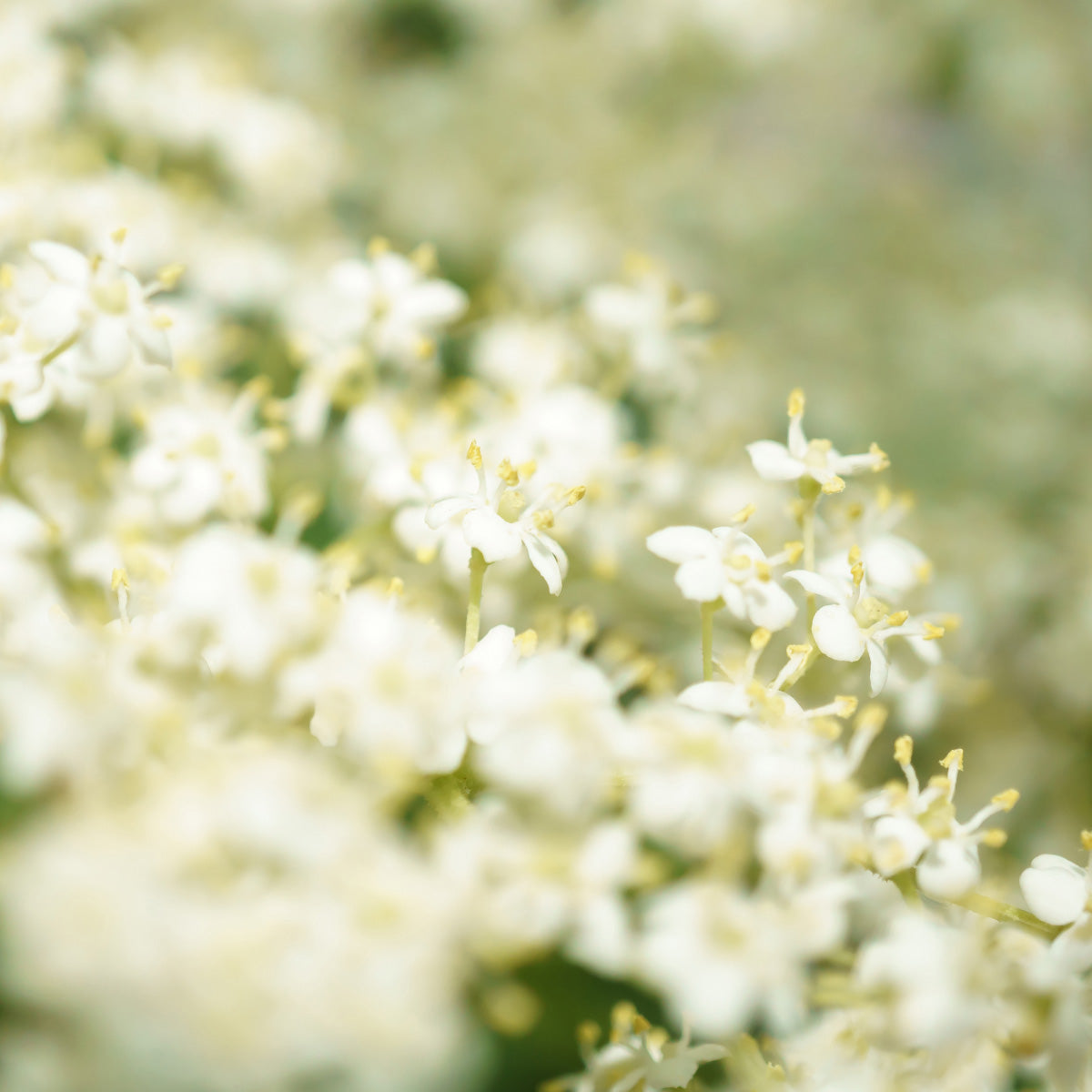 organic elderflower tea