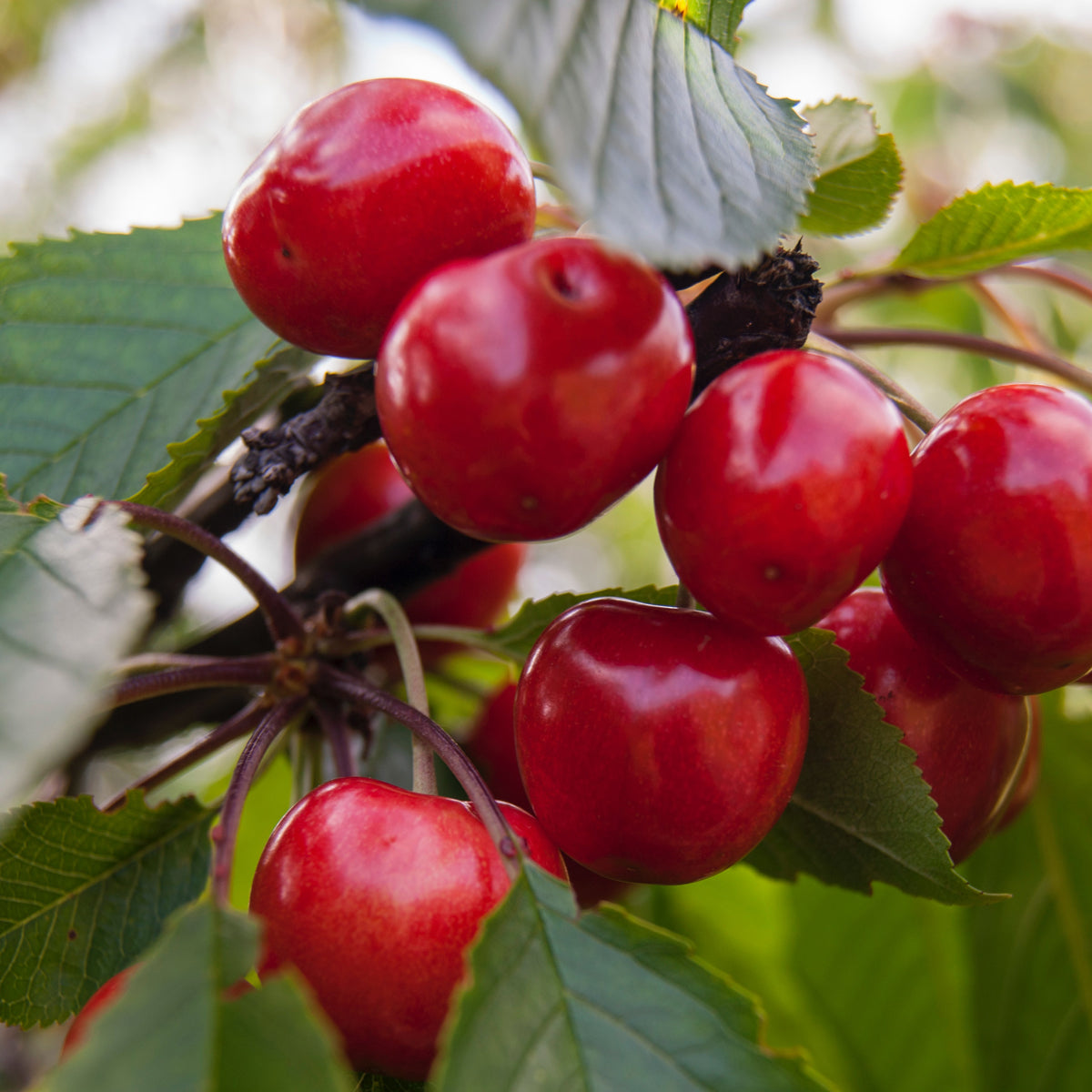 Sauerkirsche Frucht 