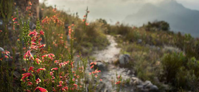 Walking trail leading into the Franschhoek mountain