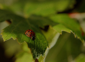 La Motte Sustainable Farming, Franschhoek Wine Farm