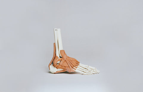 model of the foot with skeleton and muscle