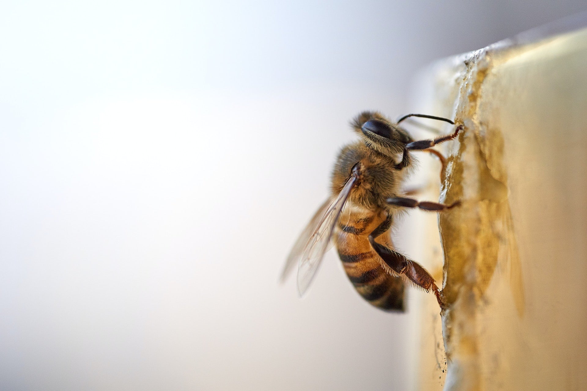 ShortHive Bee Facts - Image of bee on honey
