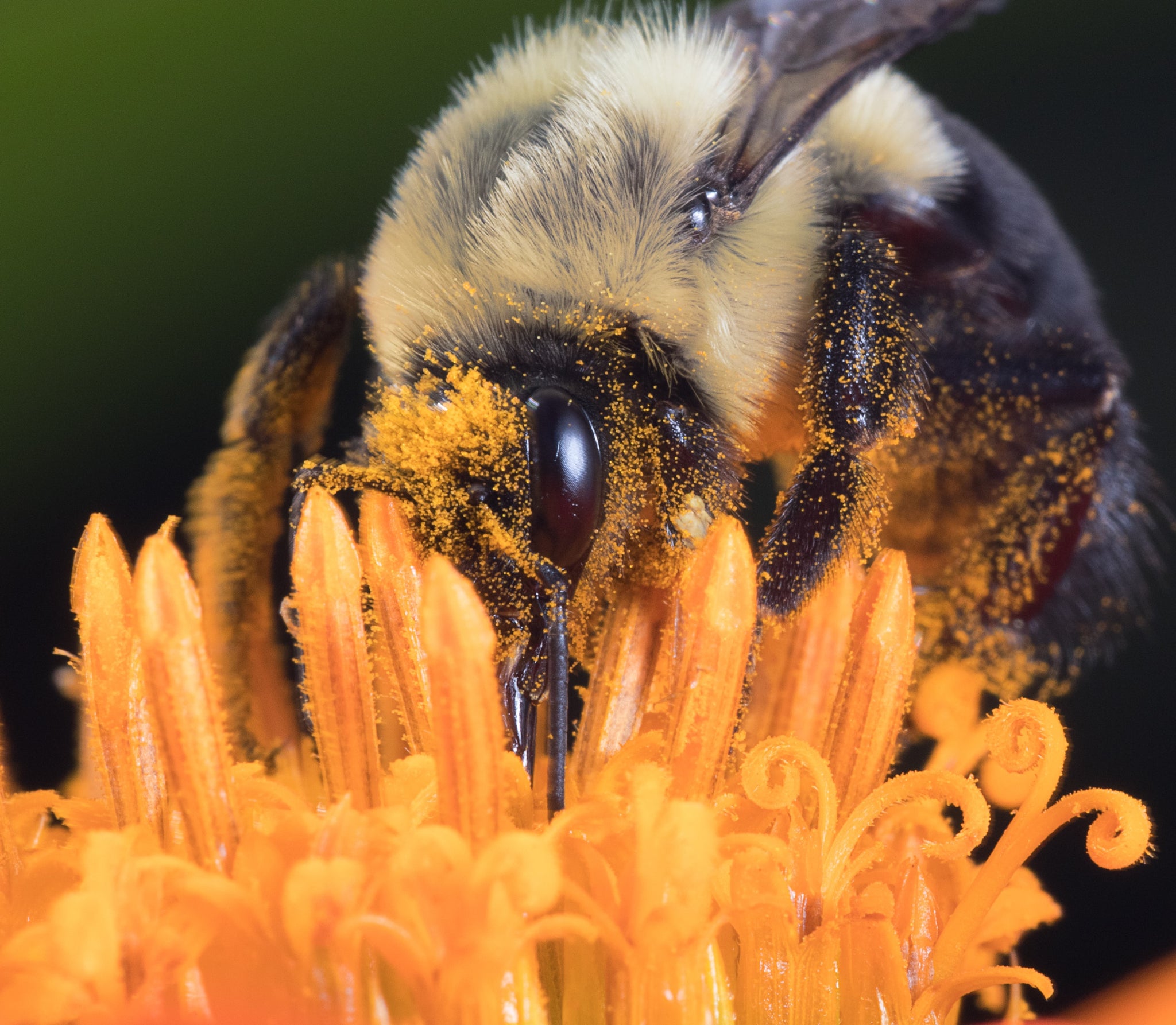 Pollination - ShortHive Honey