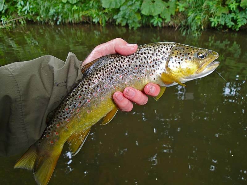 1lb 6oz wild Pickering Beck trout 