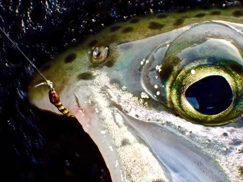 Rainbow caught on a size 24 Buzzer Pupa