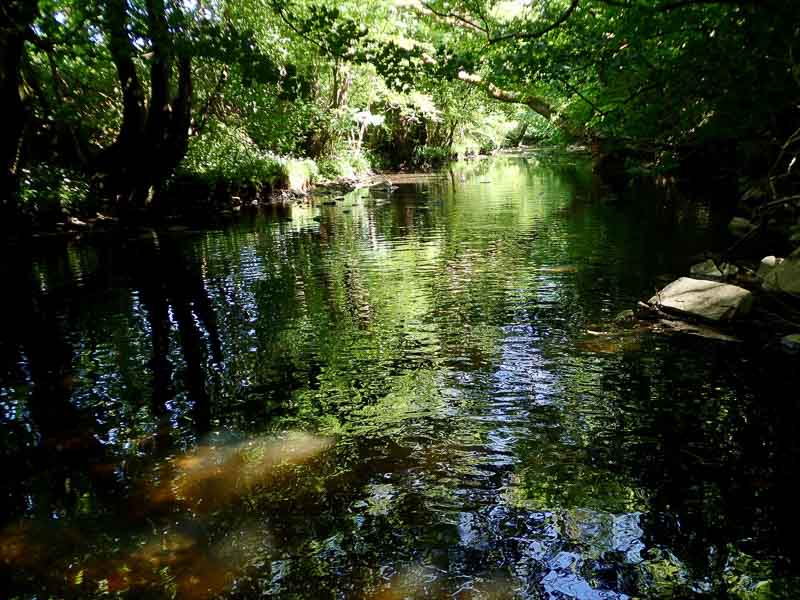 Piccolo torrente Noth Yorkshire Moors