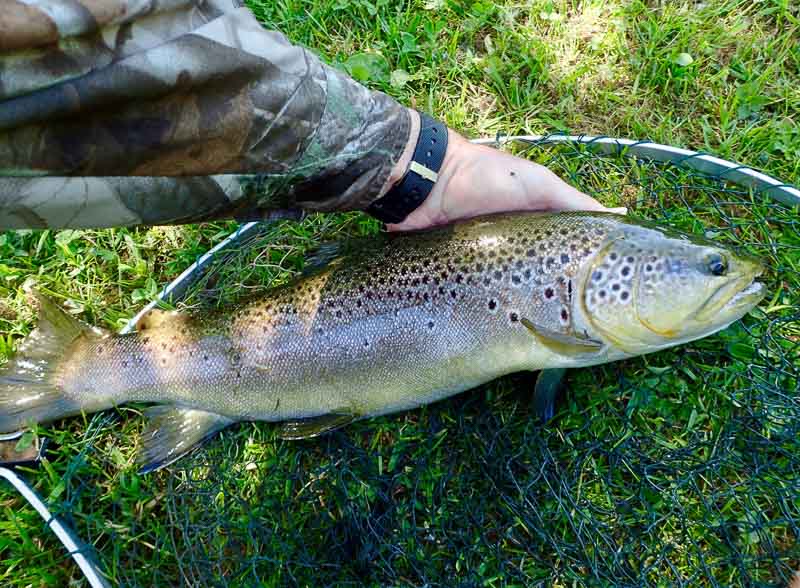 A good sized wild Driffield Beck trout caught on a size 20 CdC IOBO Humpy in late May 2020