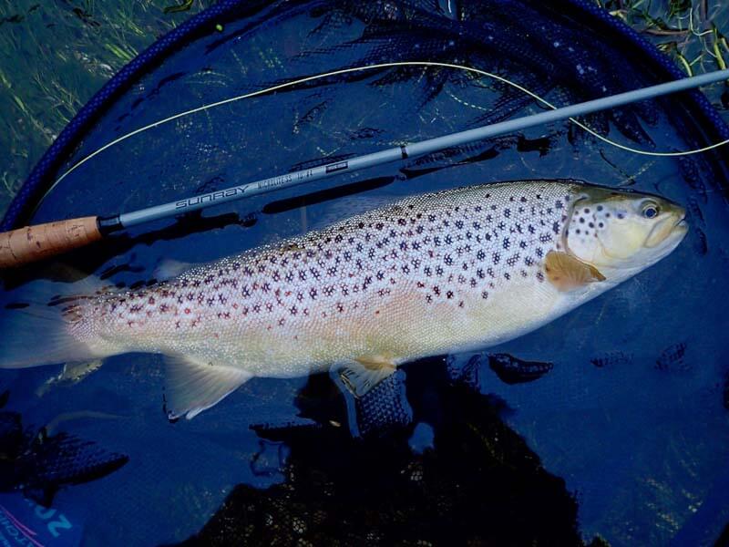 En vill Driffield Beck-ørret fanget på en liten Martin's Minnow-streamer