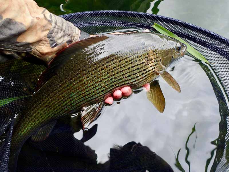 One of the rare big Driffield Beck grayling caught in the summer of 2020