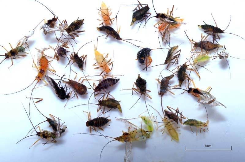 Aphids from a grayling stomach sample (photo by Stuart Crofts)