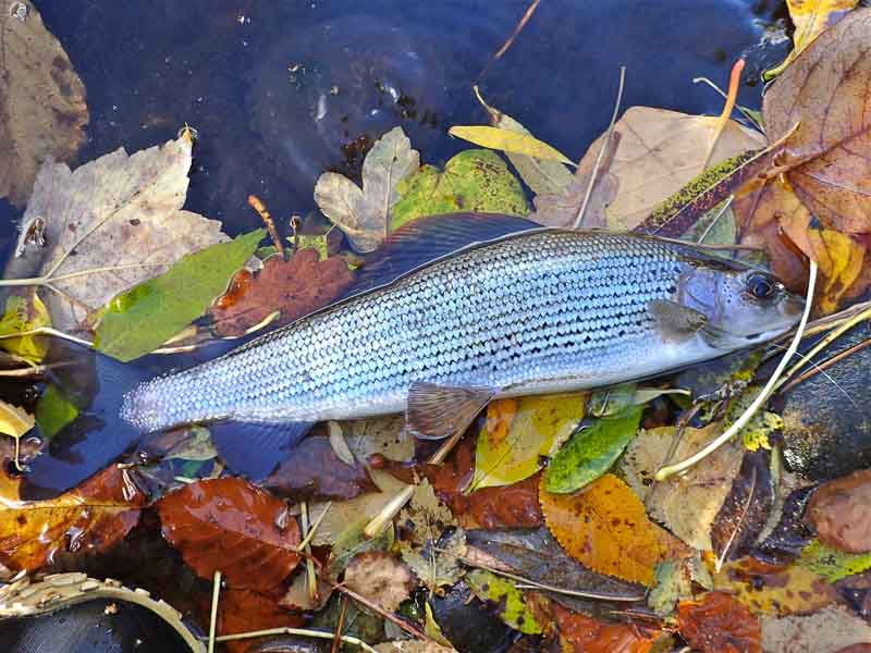 An autumn grayling that fell to a size 30 CdC fly