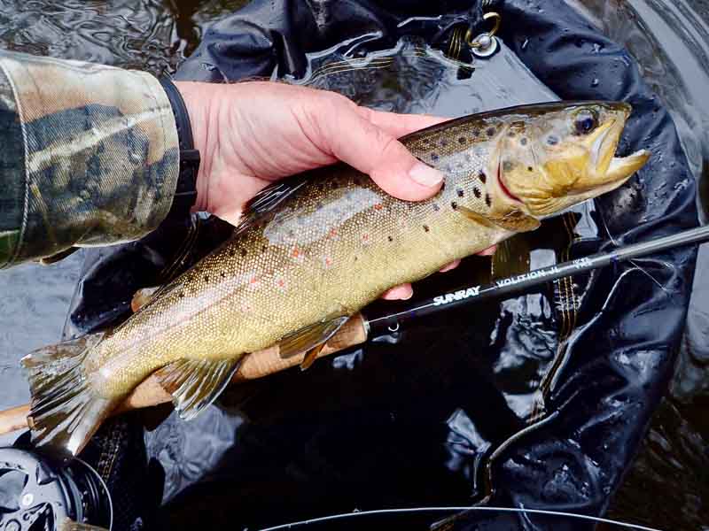 A wild brown trout that fell for a size 24 IOBO Humpy when the only surface     flies were aphids on a breezy early summer day